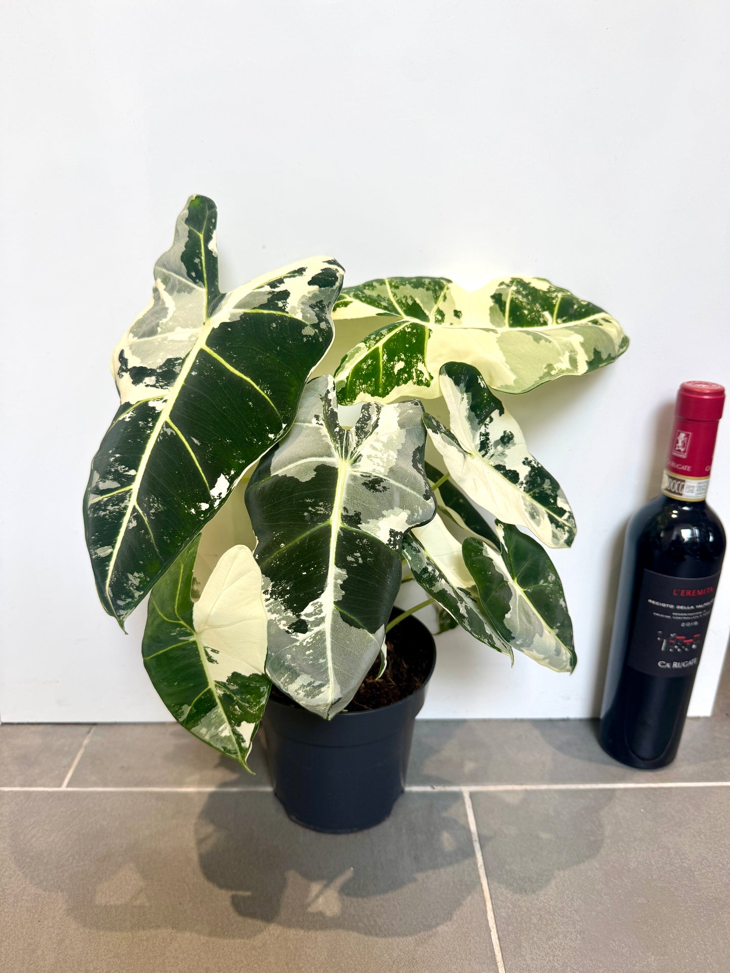 40cm Variegated Alocasia Frydek