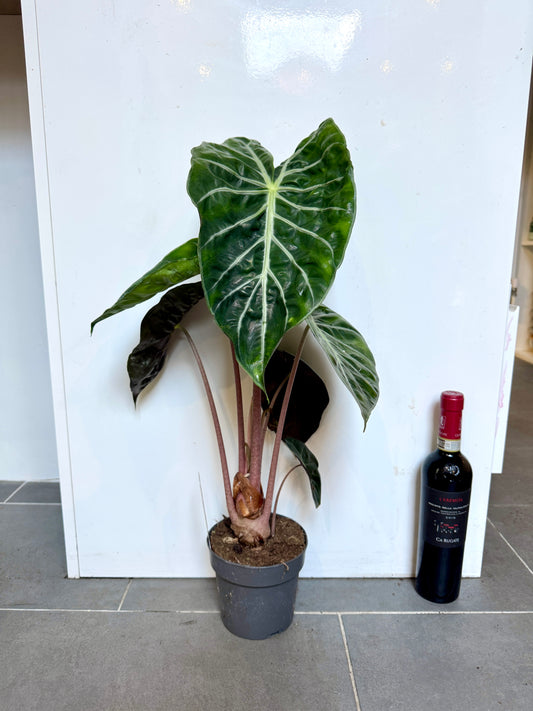 60cm Alocasia Pink Dragon