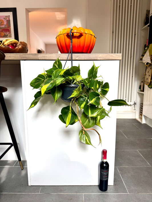 40cm Philodendron Scandens Brazil