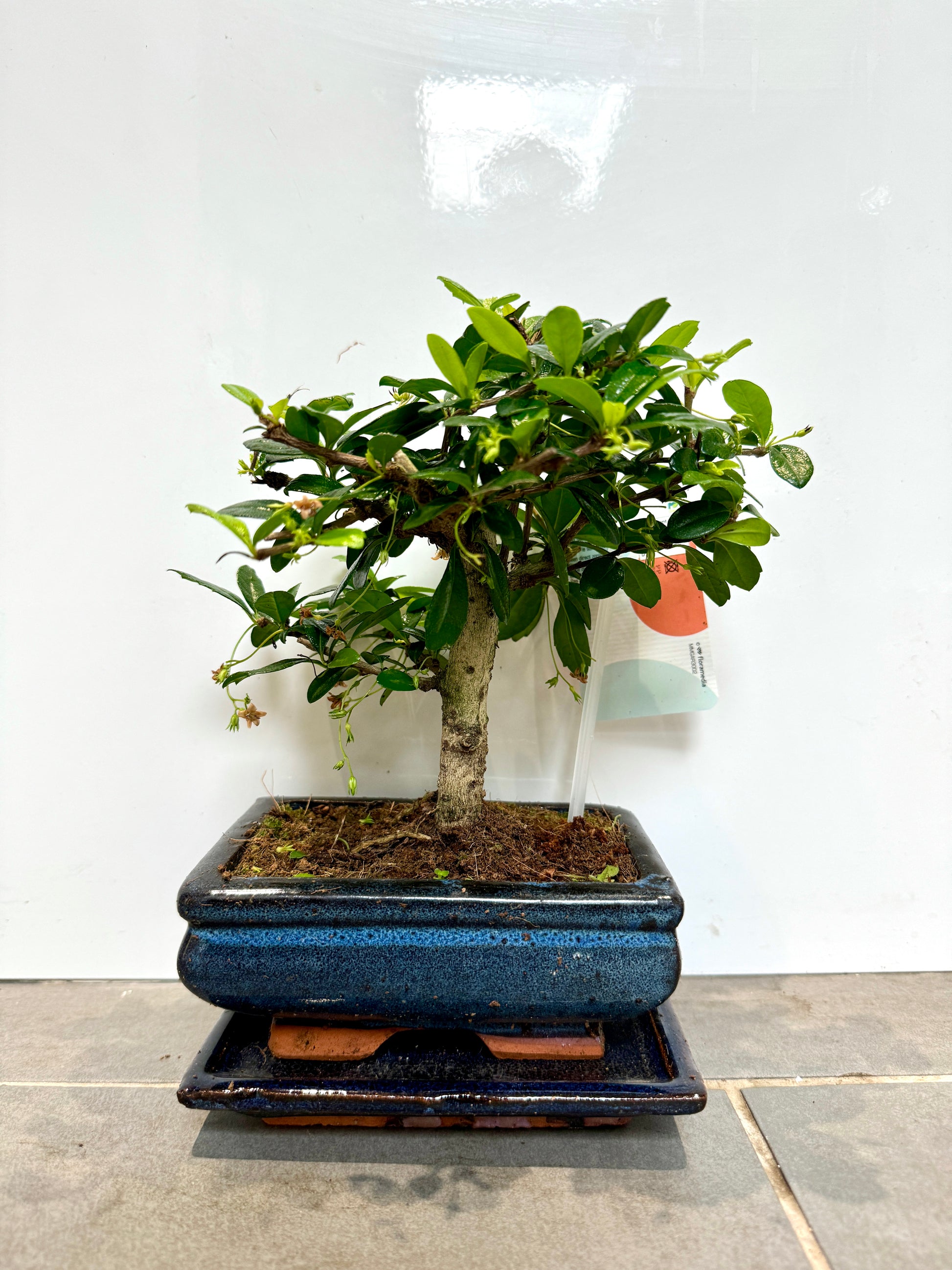 bonsai tree bristol 30cm Bonsai Tree in ceramic dish – Bristol Plant Man