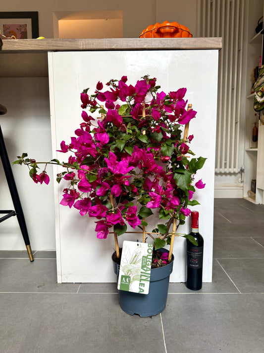 75cm Bougainvillea Sanderiana