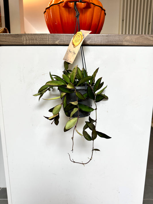 30cm Hanging Hoya Rosita