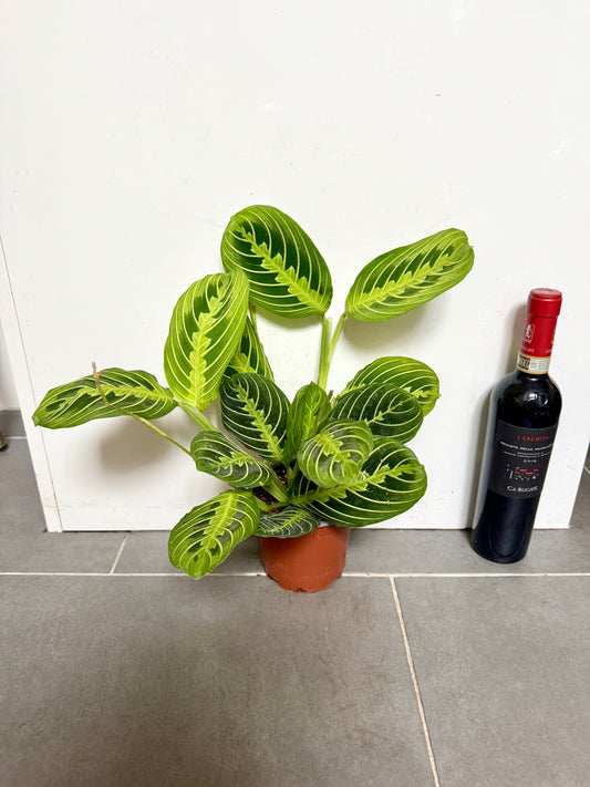 30cm Maranta Lemon Lime Prayer House Plant