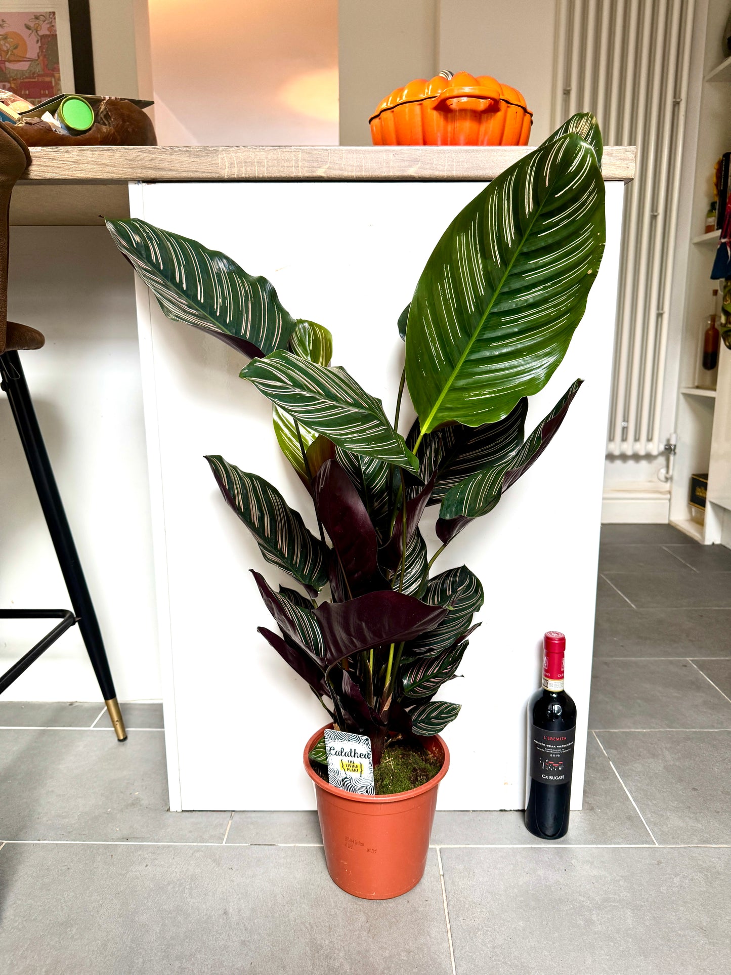 100cm Calathea Sanderiana