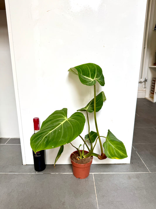 50cm Philodendron Gloriosum