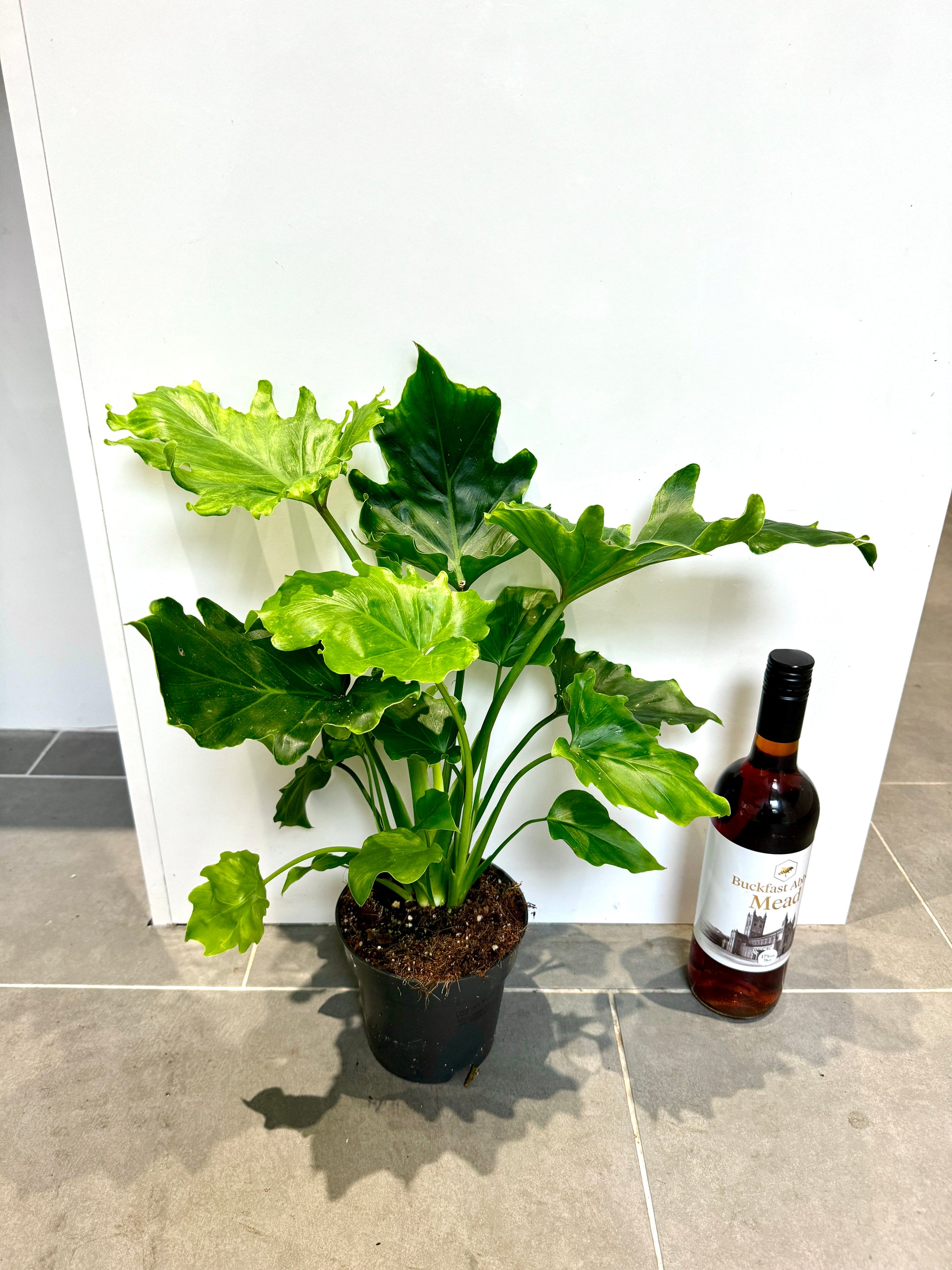 philodendron bipinnatifidum cum laude 50cm Philodendron Cum Laude – Bristol Plant Man