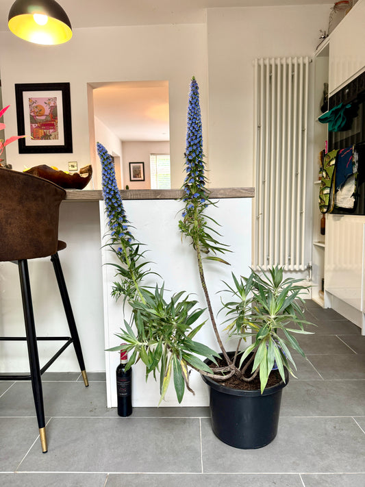 140cm Outdoor Echium Webii