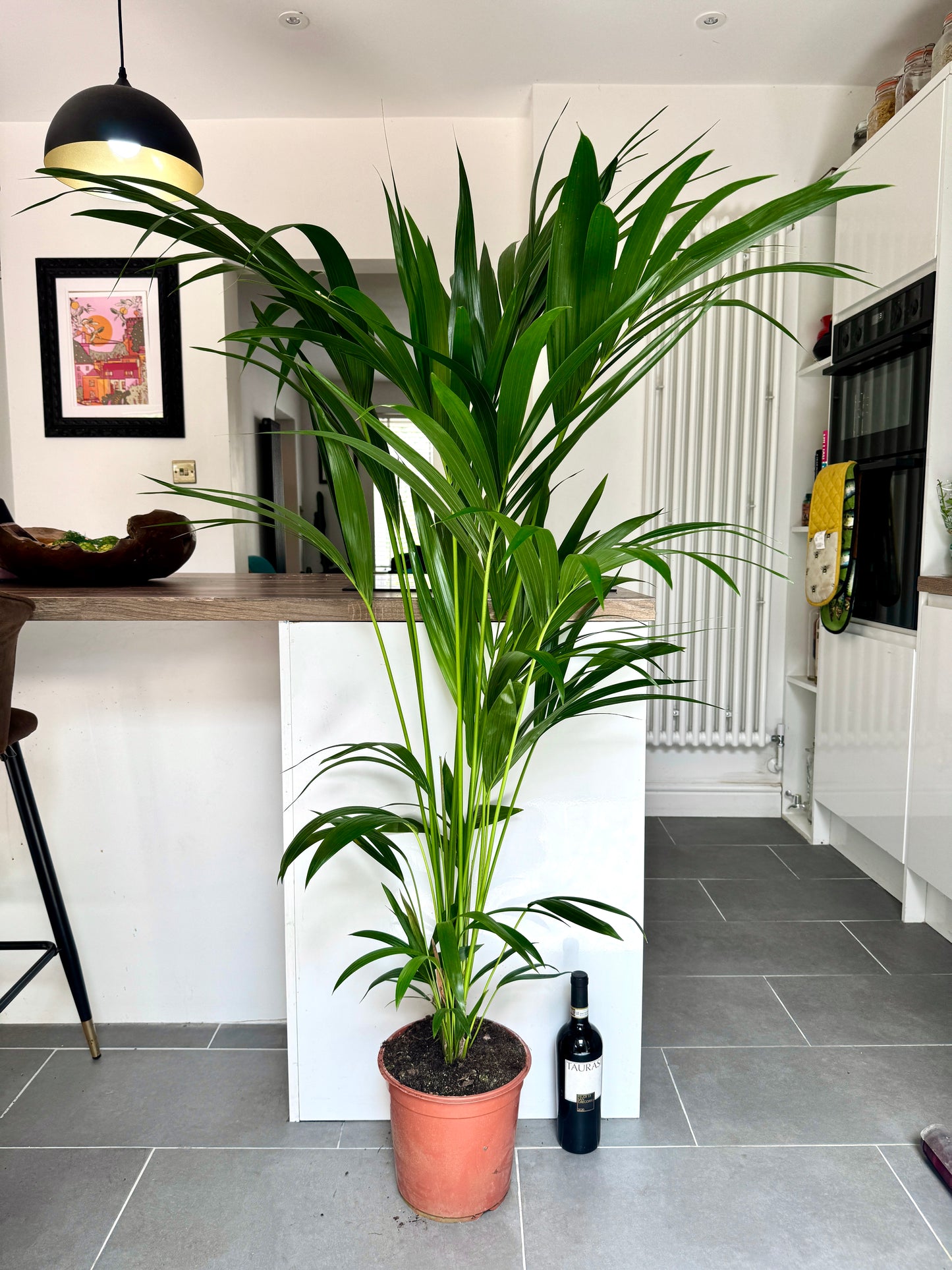 170cm Kentia Palm