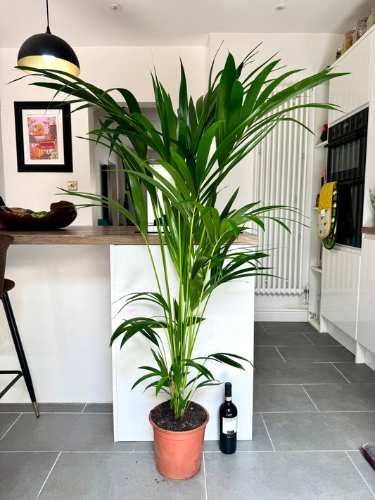 170cm Kentia Palm