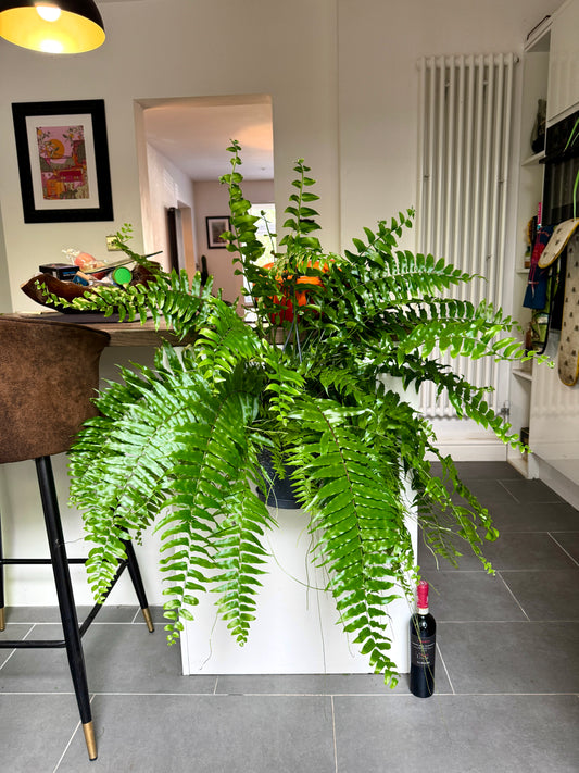 120cm Giant Nephrolepsis Macho Fern