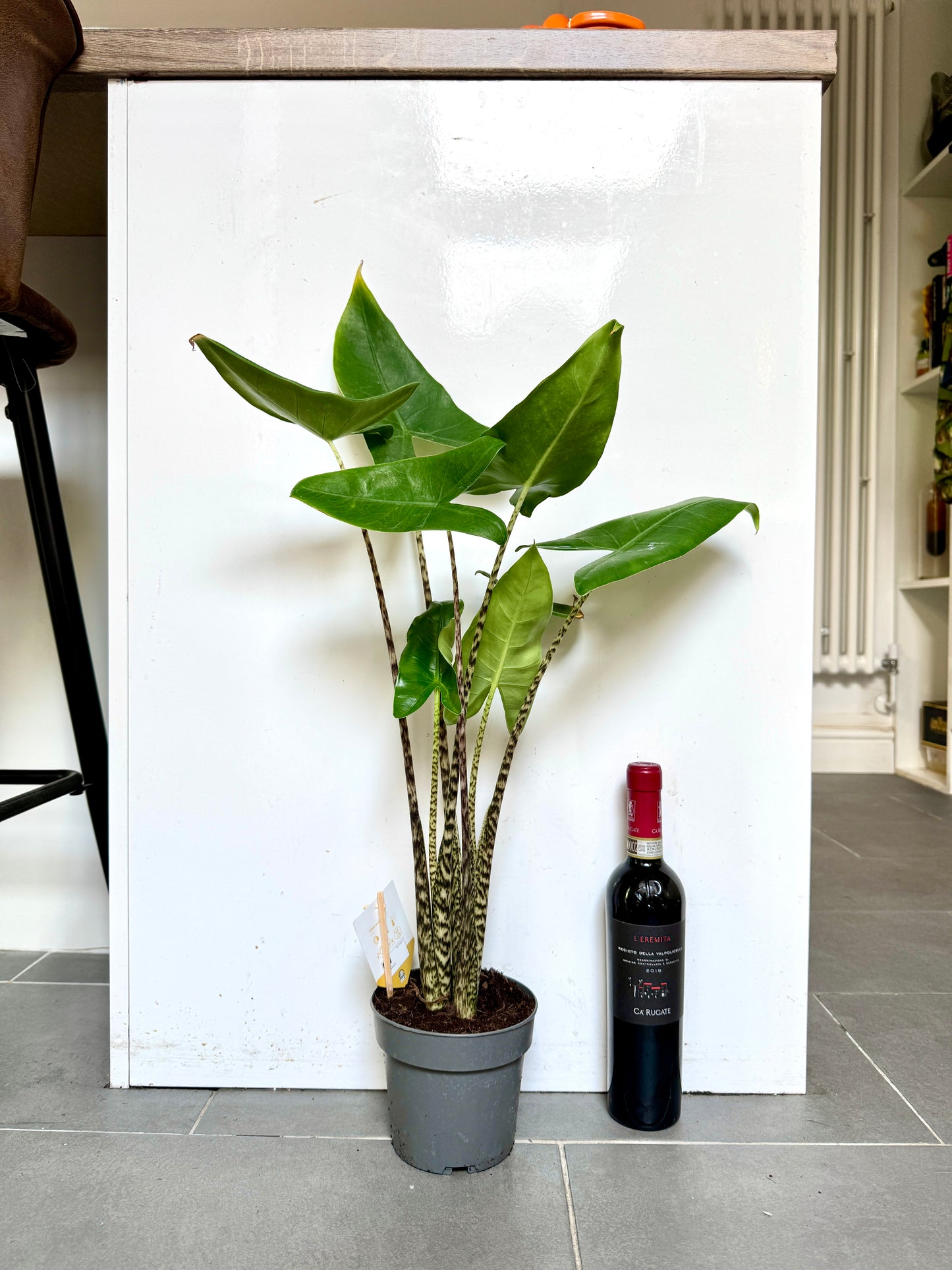 60cm Alocasia Zebrina