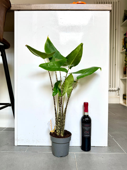 60cm Alocasia Zebrina