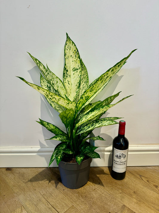 65cm Dieffenbachia Vesuvius
