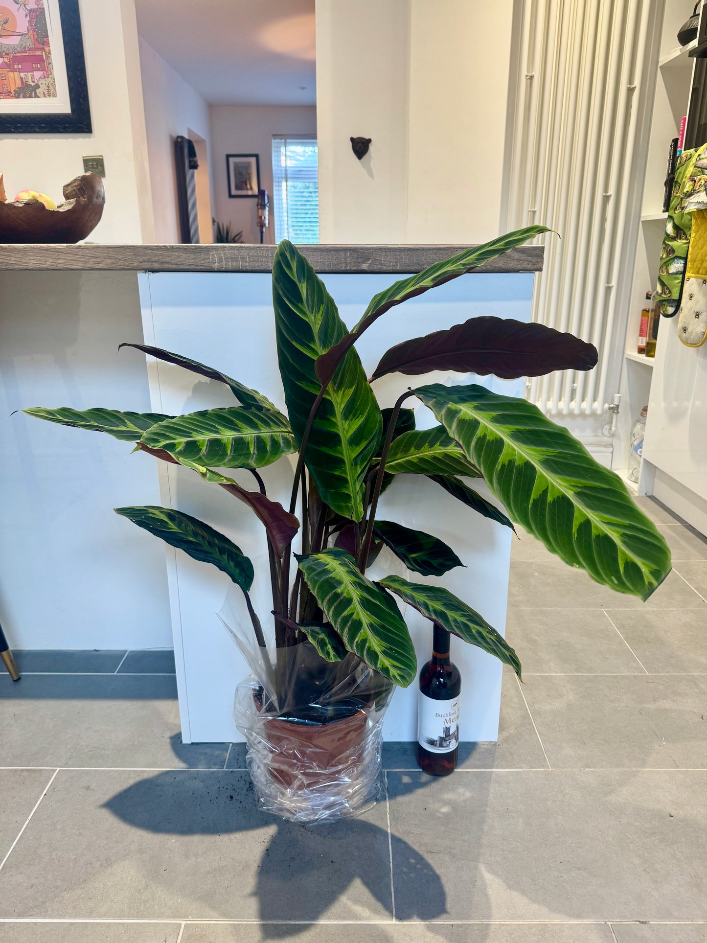 110cm Flowering Calathea Warscewiczii