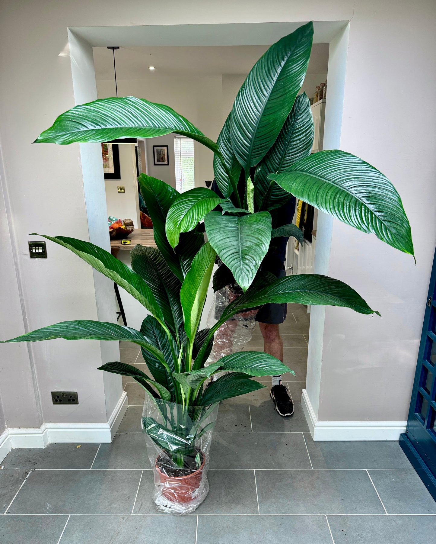giant peace lily sensation Giant 150cm Spathiphyum Sensation (Peace Lily) – Bristol Plant Man