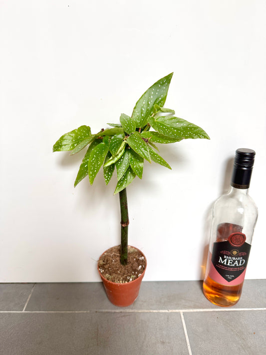 30cm Begonia Tamaya (With Trunk)