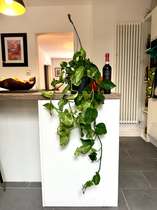 100cm XL Devils Ivy