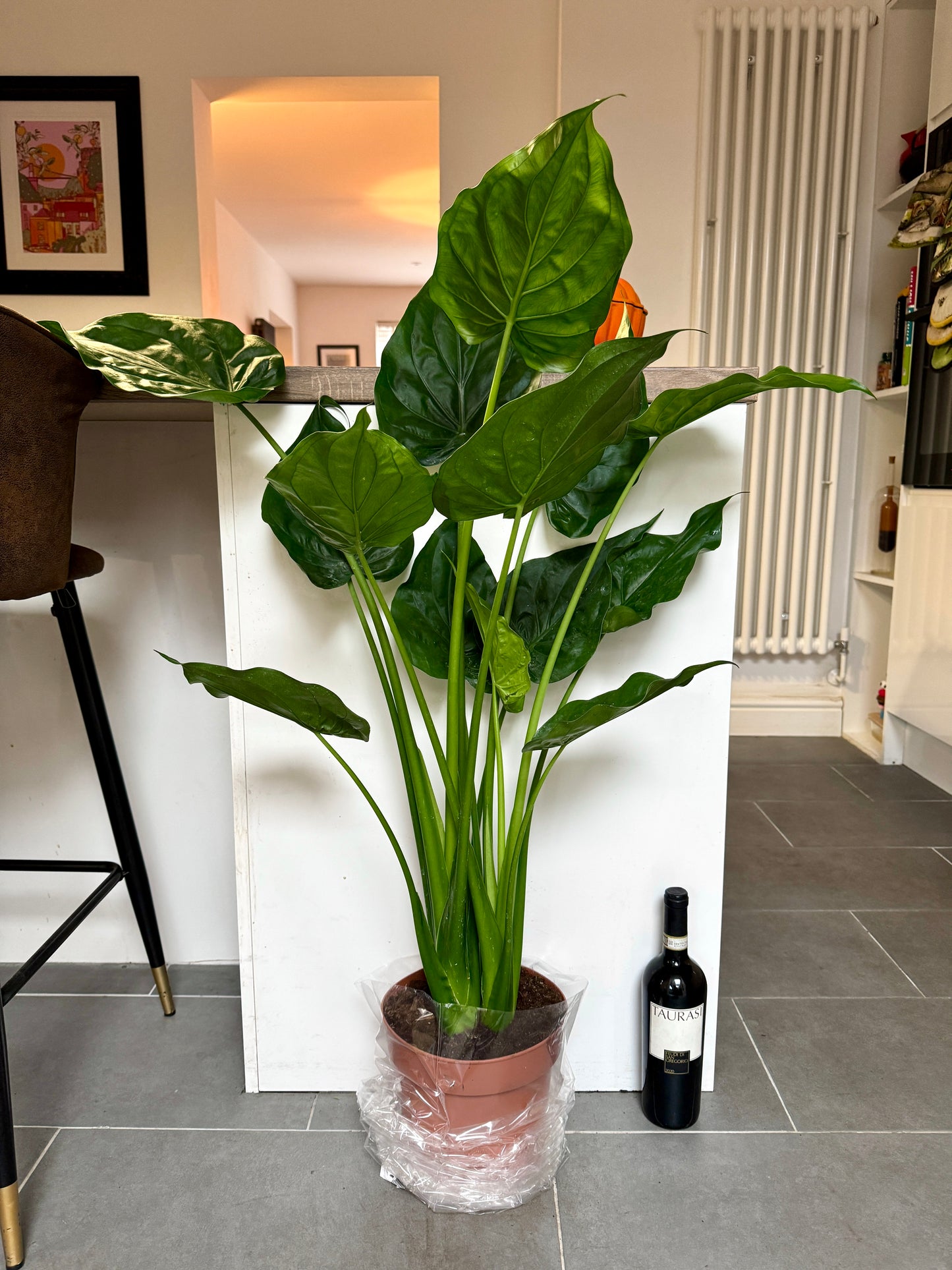120cm Alocasia Cucullata