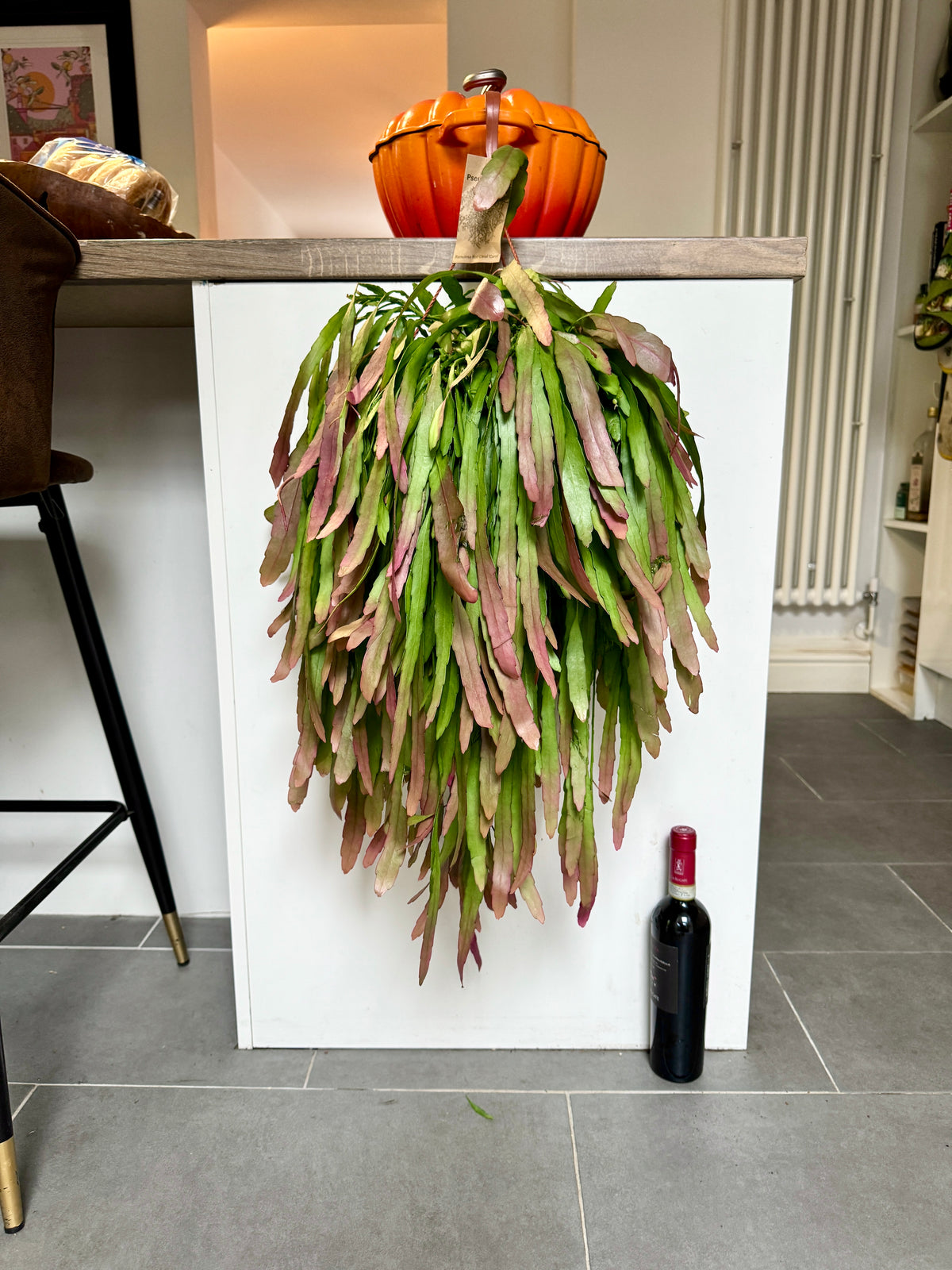 75cm XL Pseudorhipsalis Ramulosa Red Coral