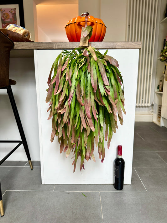 75cm XL Pseudorhipsalis Ramulosa Red Coral