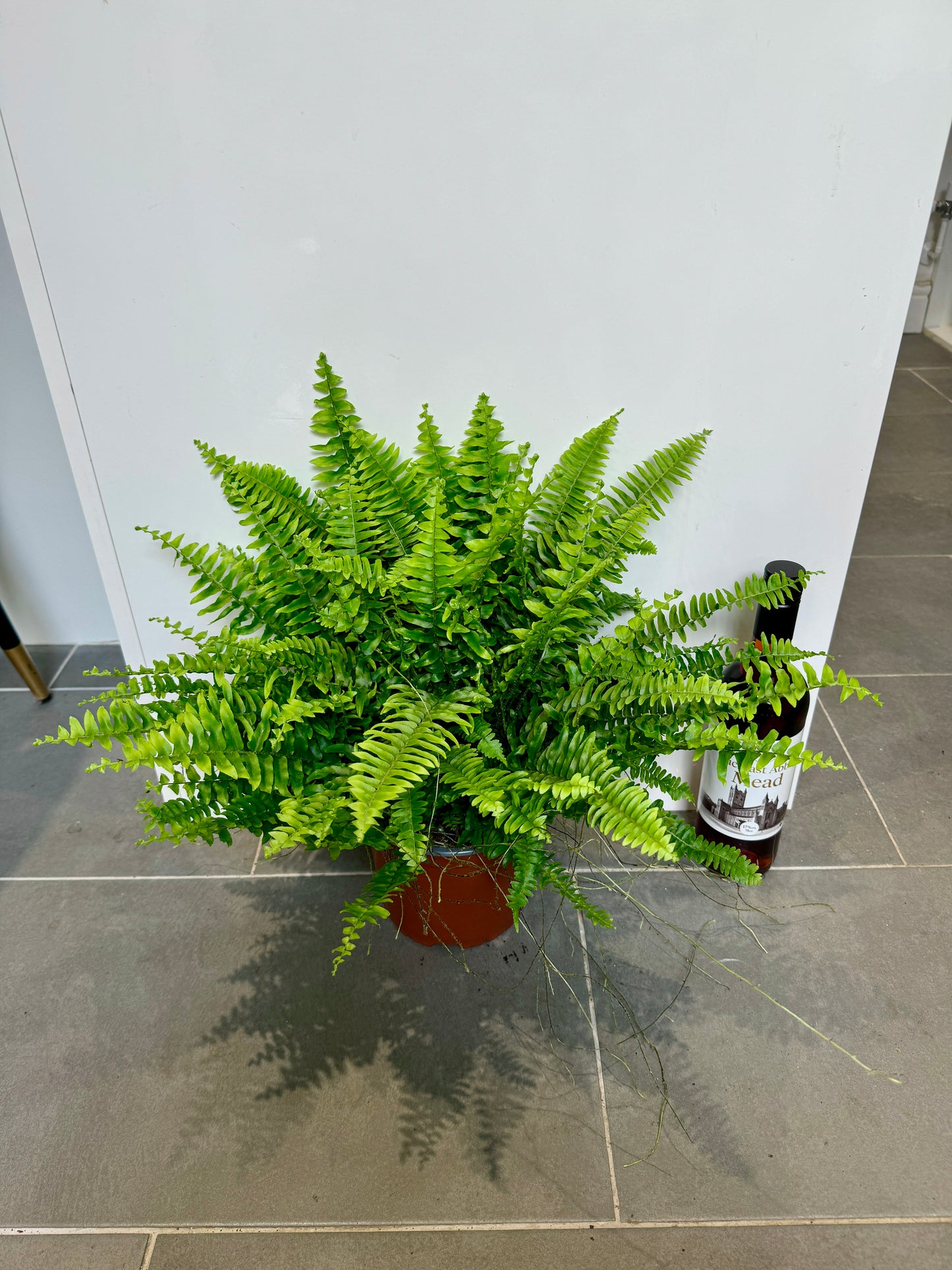 30cm Nephrolepsis Green Moment (Boston Fern)
