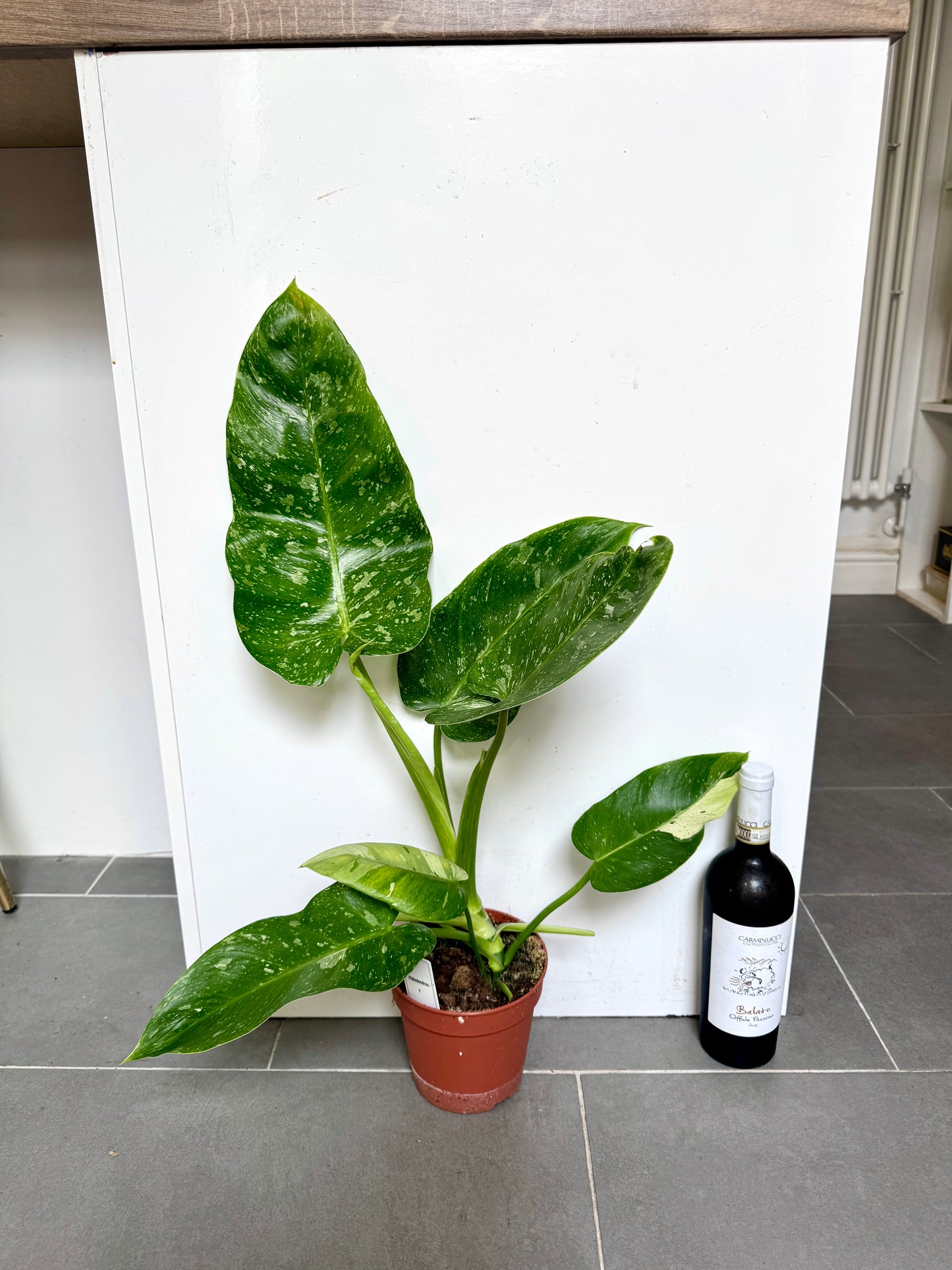 60cm Philodendron Jose Bueno