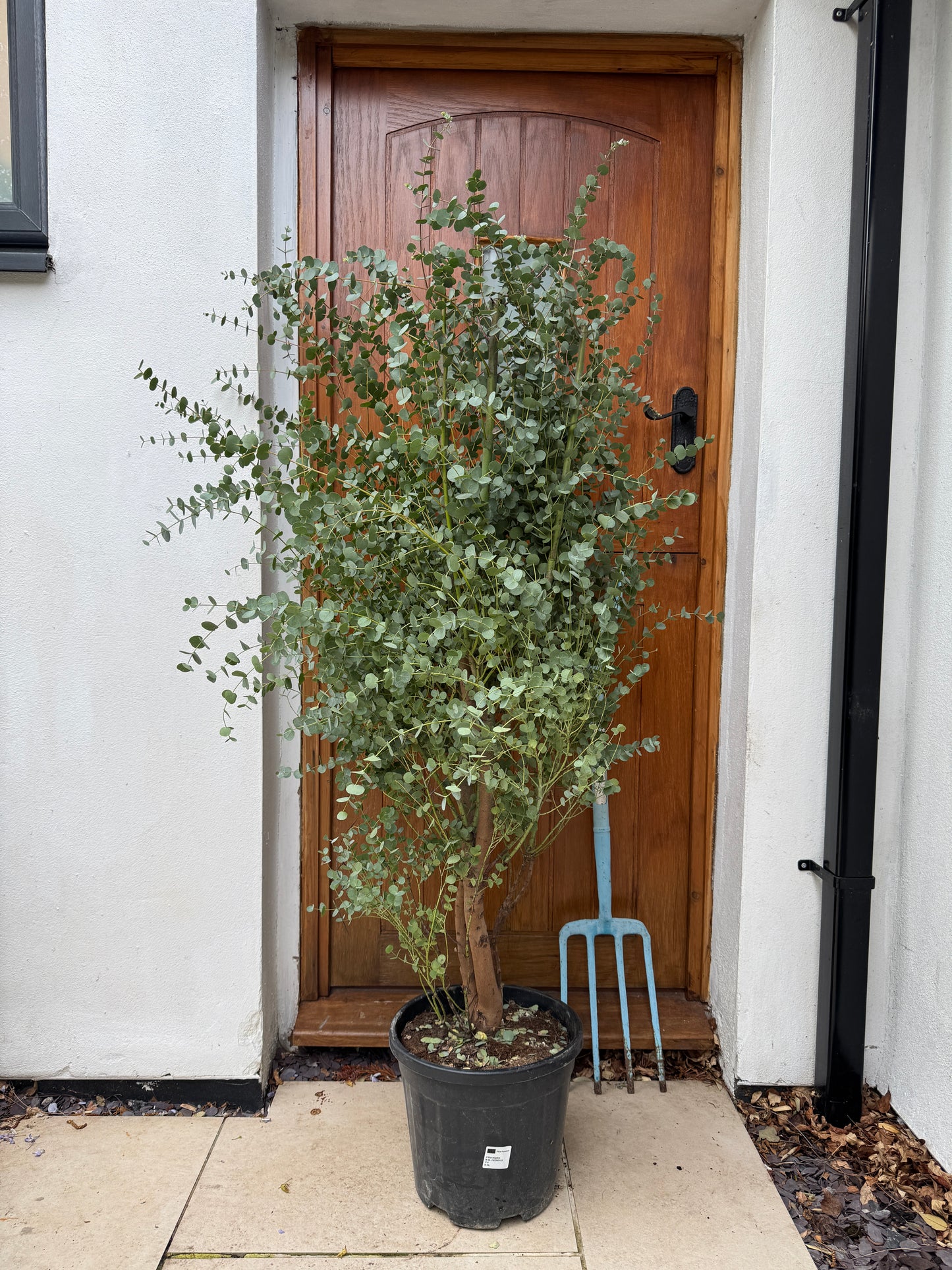 160cm Outdoor Eucalyptus Gunnii 'azura' Tree