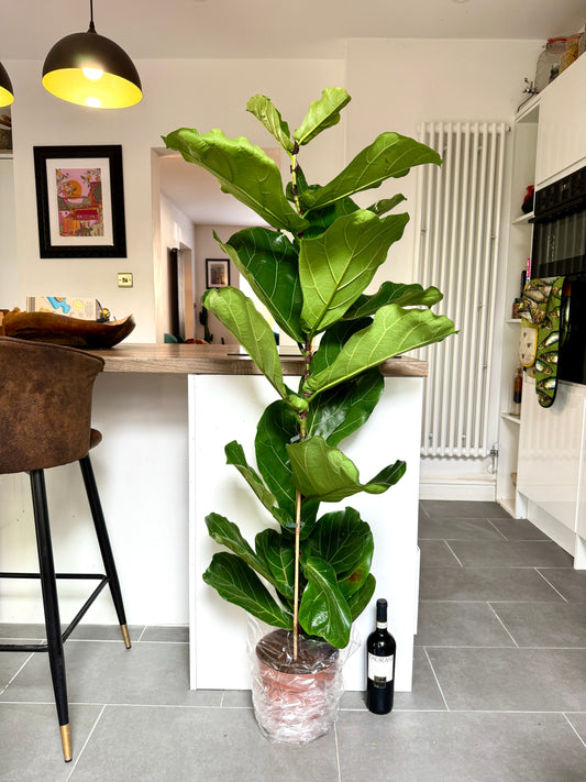 150cm Ficus Lyrata (Fiddle Leaf Fig)