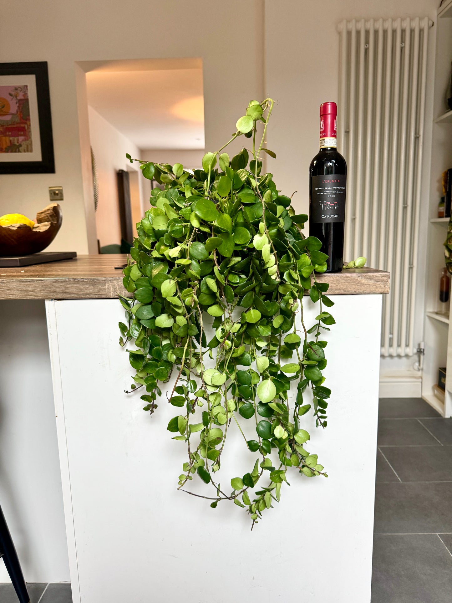 60cm Hanging Aeschynanthus Pink Polka
