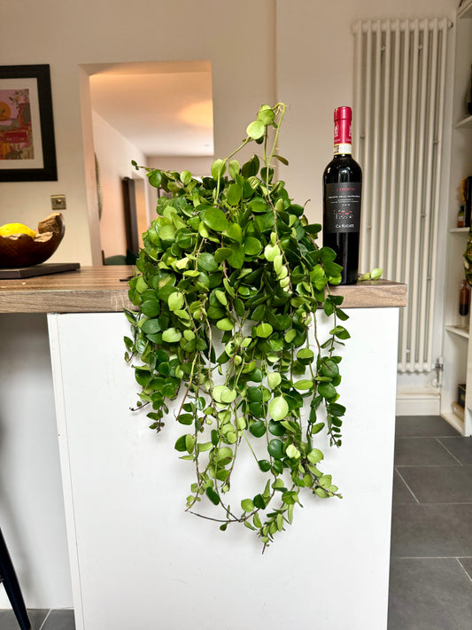 60cm Hanging Aeschynanthus Pink Polka