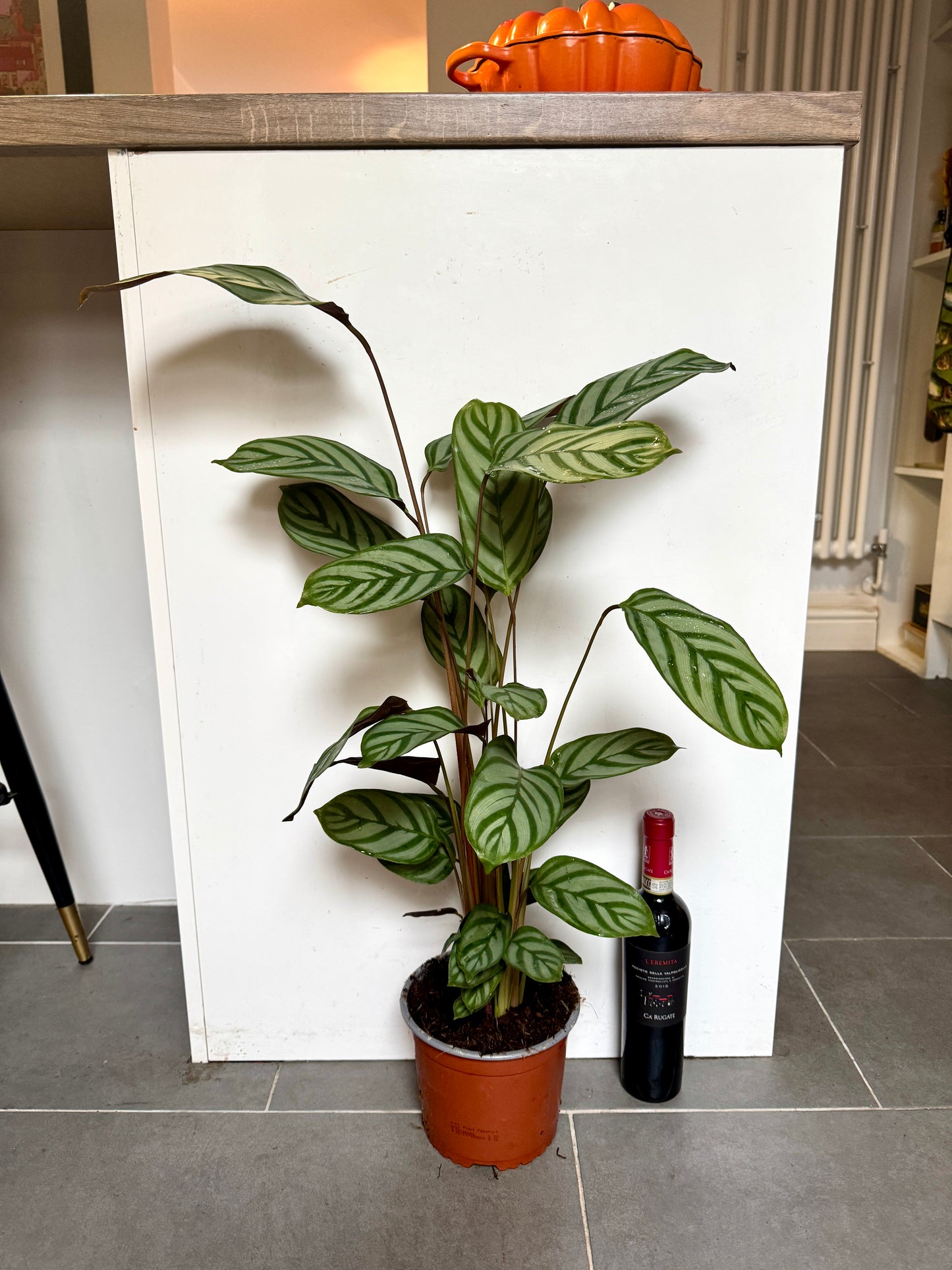 65cm Ctenanthe Green Flag (Prayer Plant)