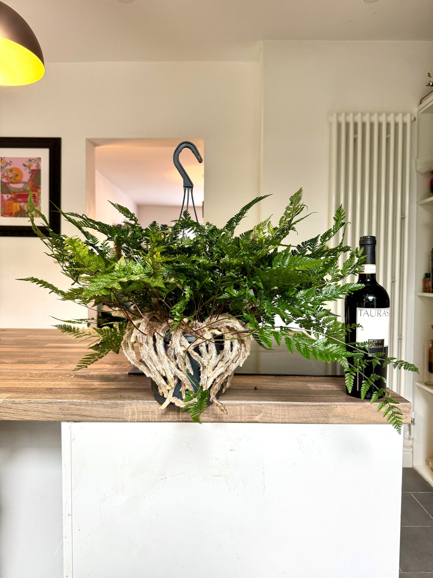 50cm Humata Tyermannii (White Rabbit Foot Fern)