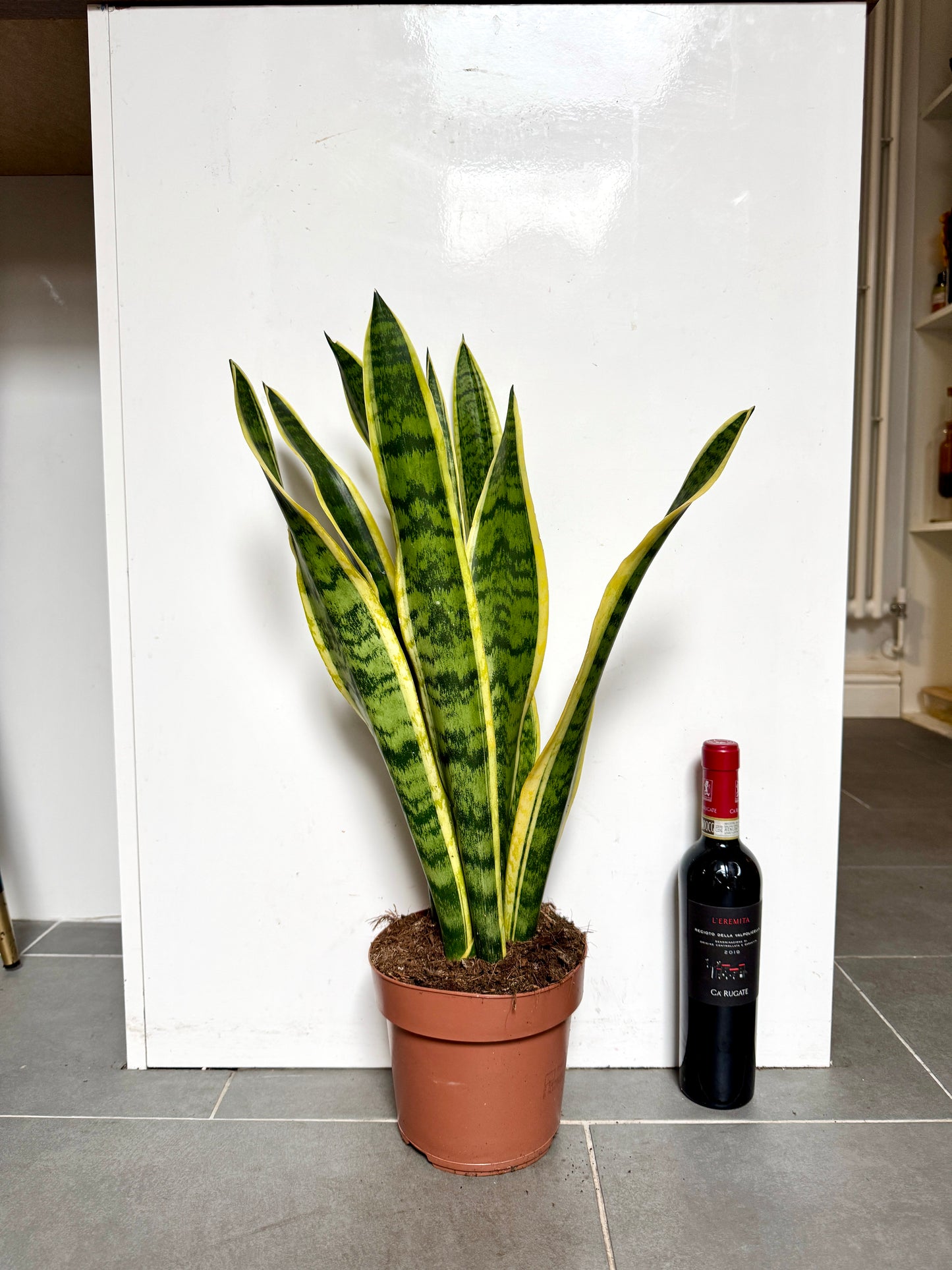 60cm Sanseveria Laurentii (Snake / Mother in Law’s Tongue Plant)