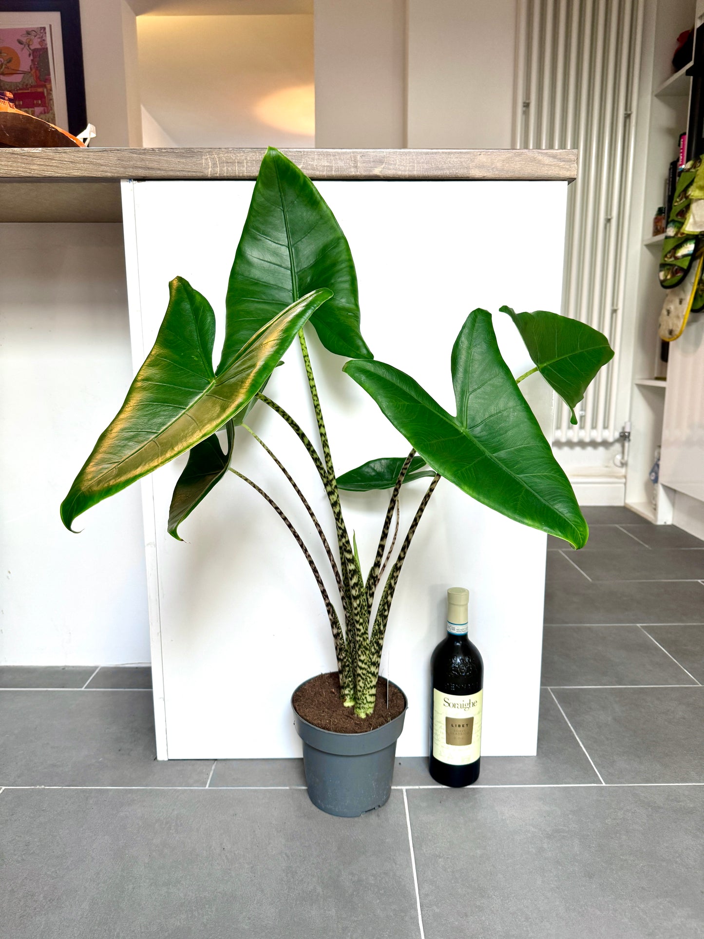 75cm Alocasia Zebrina