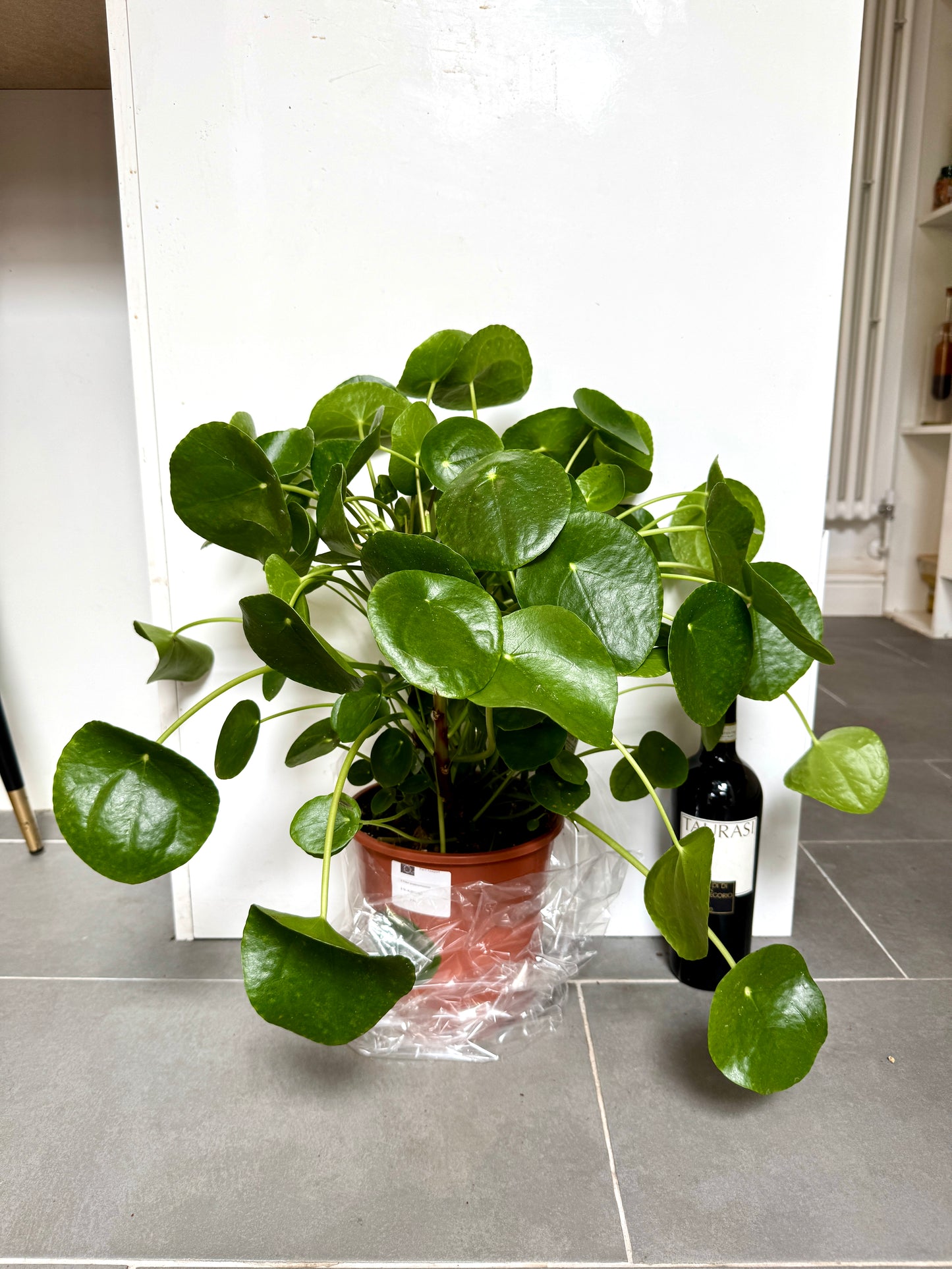 50cm Pilea Peperomiodies (Chinese Money Plant)