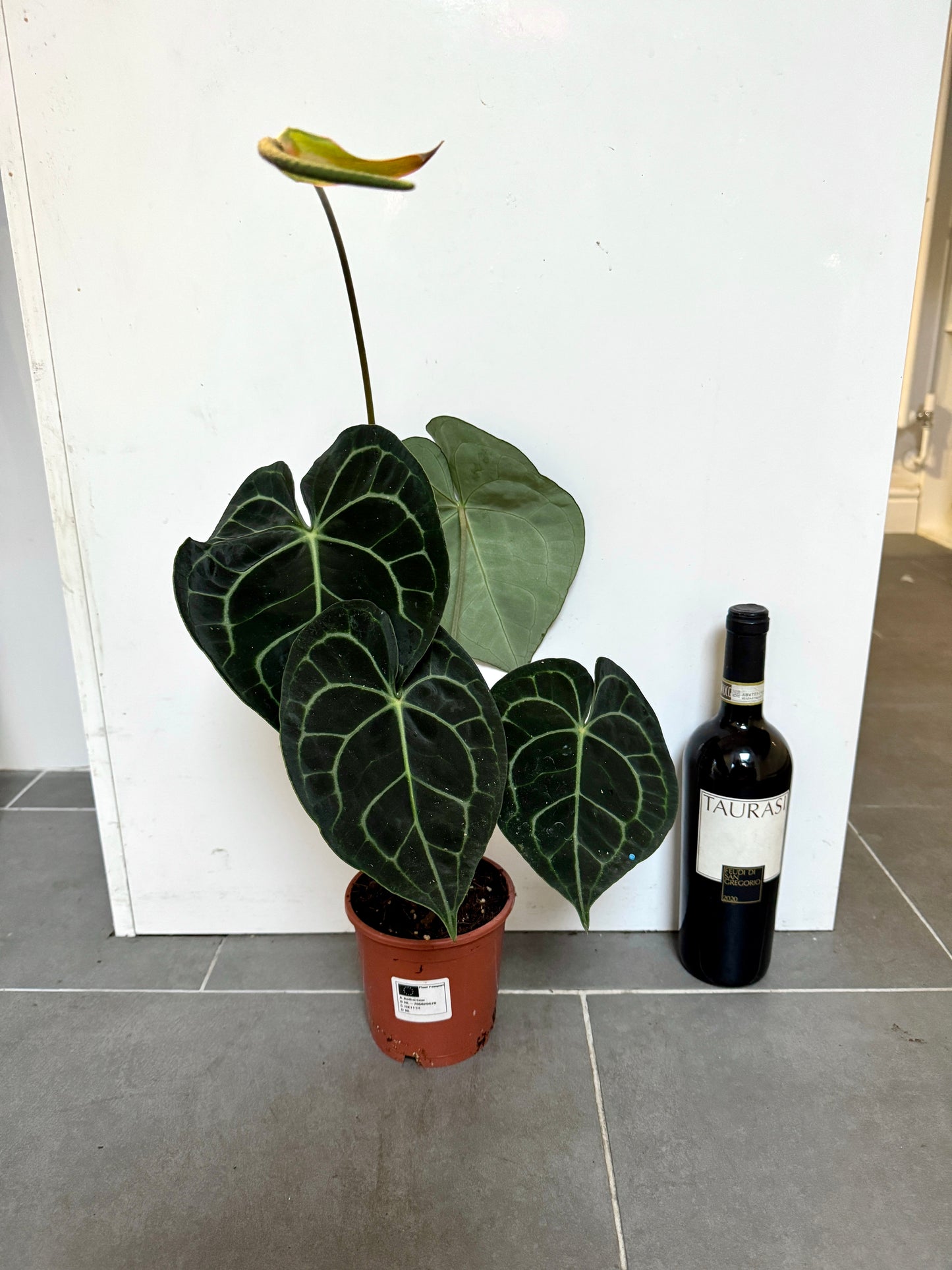 30cm Anthurium Clarinvervium