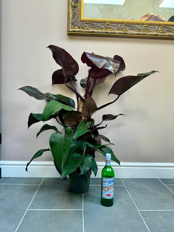 90cm Philodendron New Re