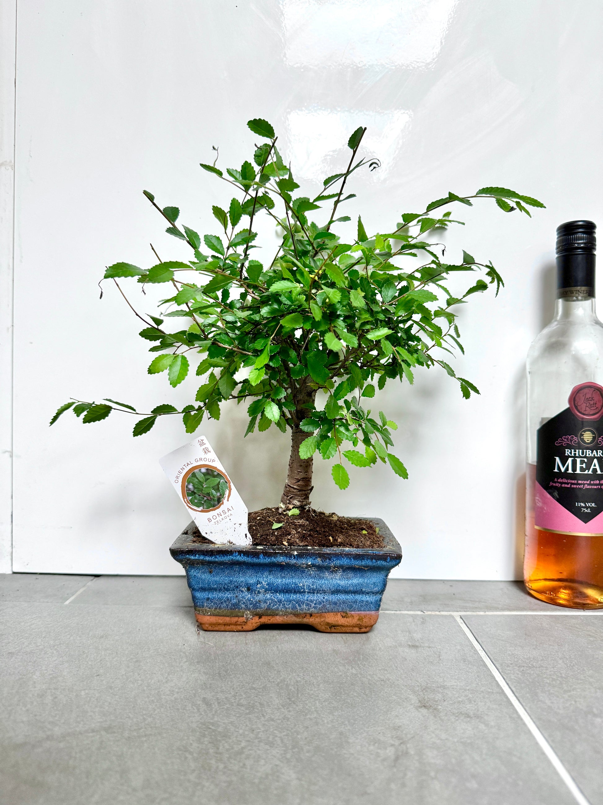 bonsai tree bristol 30cm Bonsai Tree in Ceramic Dish – Bristol Plant Man