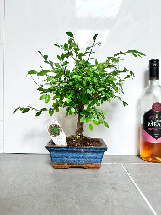 30cm Bonsai Tree in Ceramic Dish