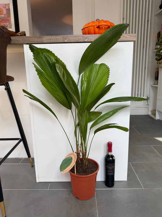 90cm Licuala (Ruffled Fan Palm)