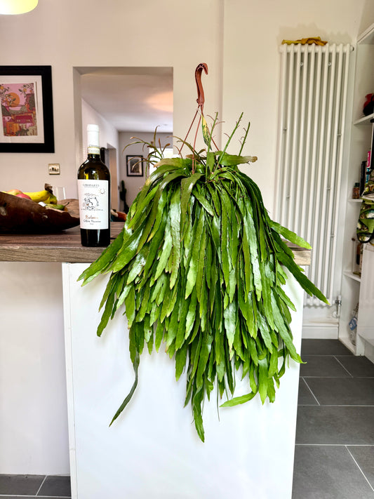 90cm Pseudorhipsalis Ramulosa