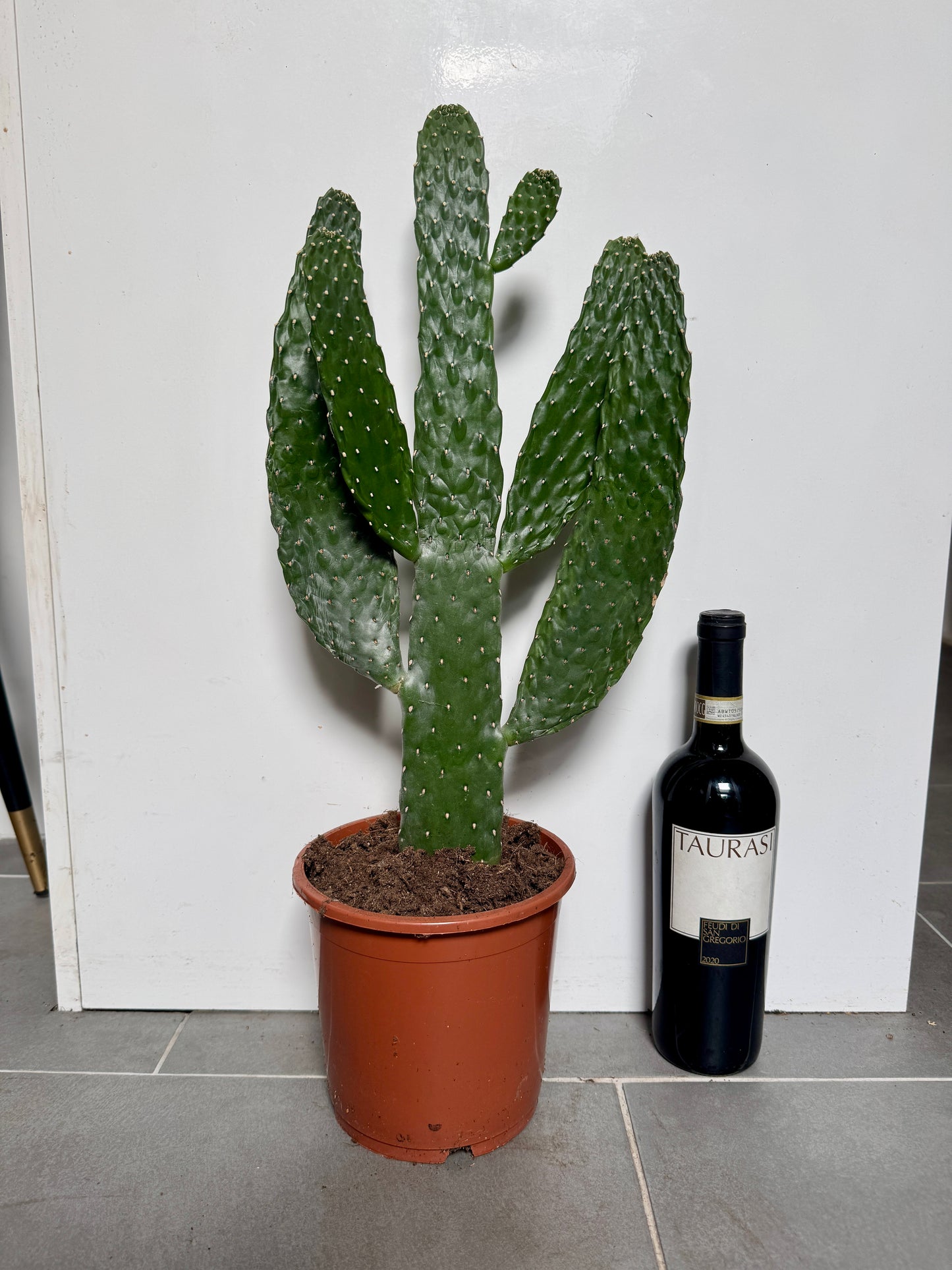 70cm Opuntia Cactus