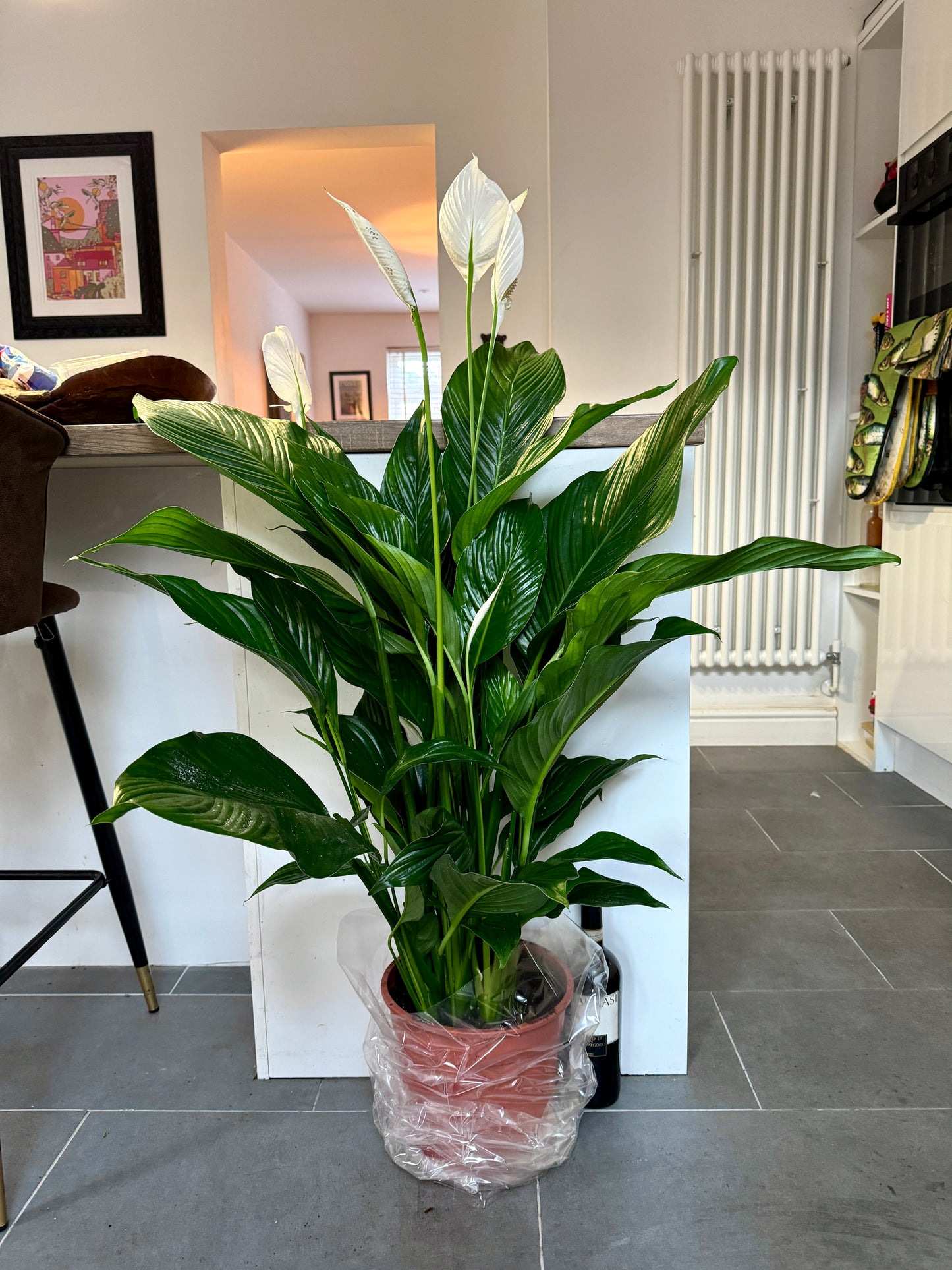 120cm Giant Peace Lily