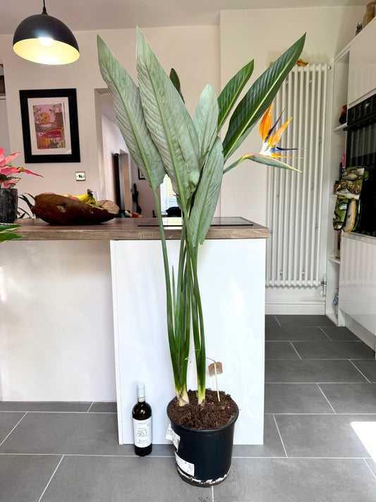 160cm Strelitzia Reginae (Orange Flowering Bird of Paradise)