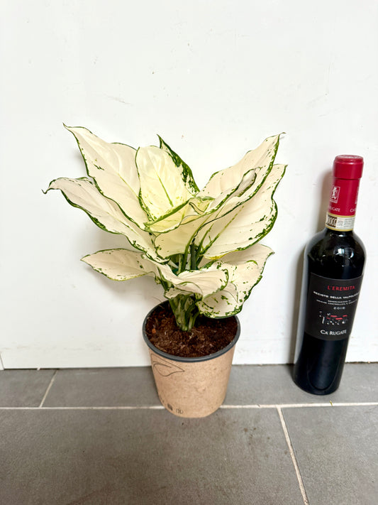 30cm Aglaonema White Joy