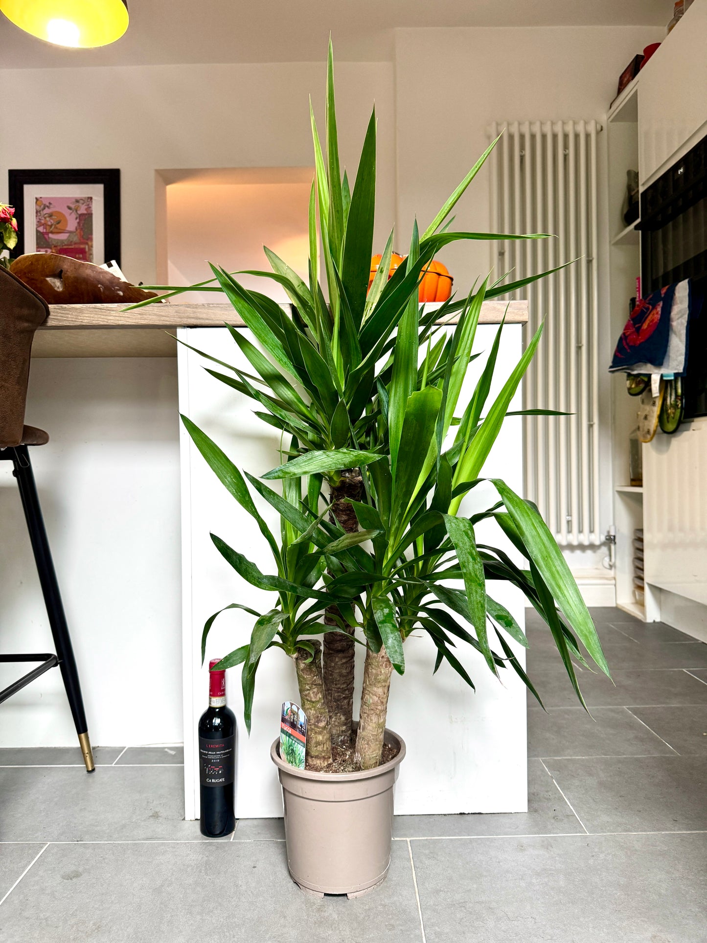130cm Triple Trunk Yucca