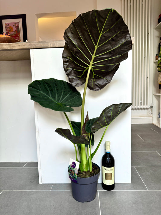90cm Alocasia Regal Shields