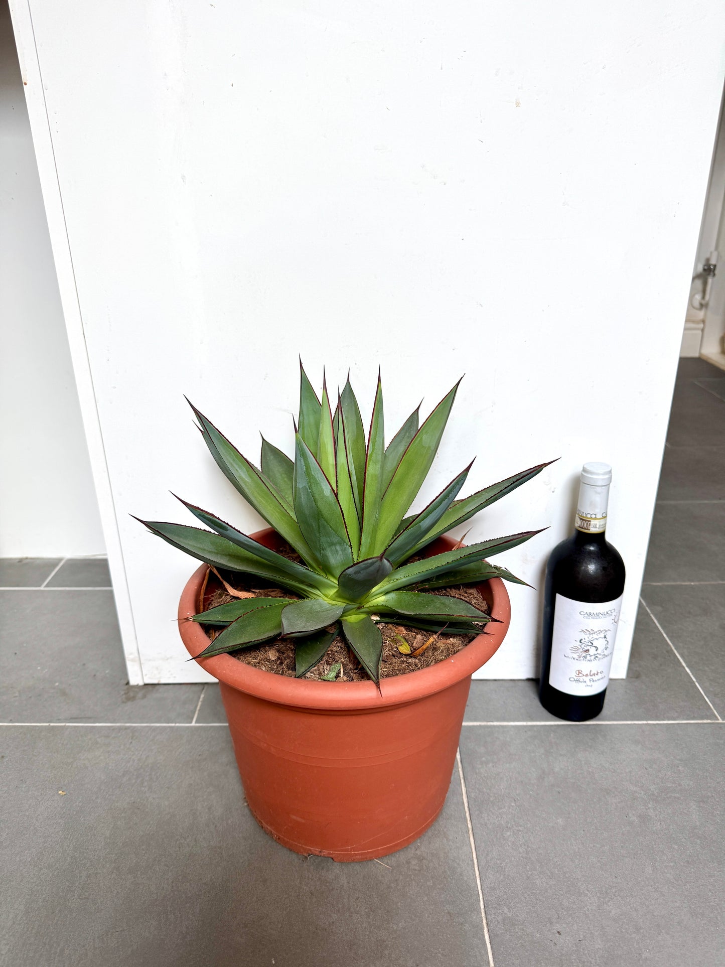 45cm Agave Shaka Zulu