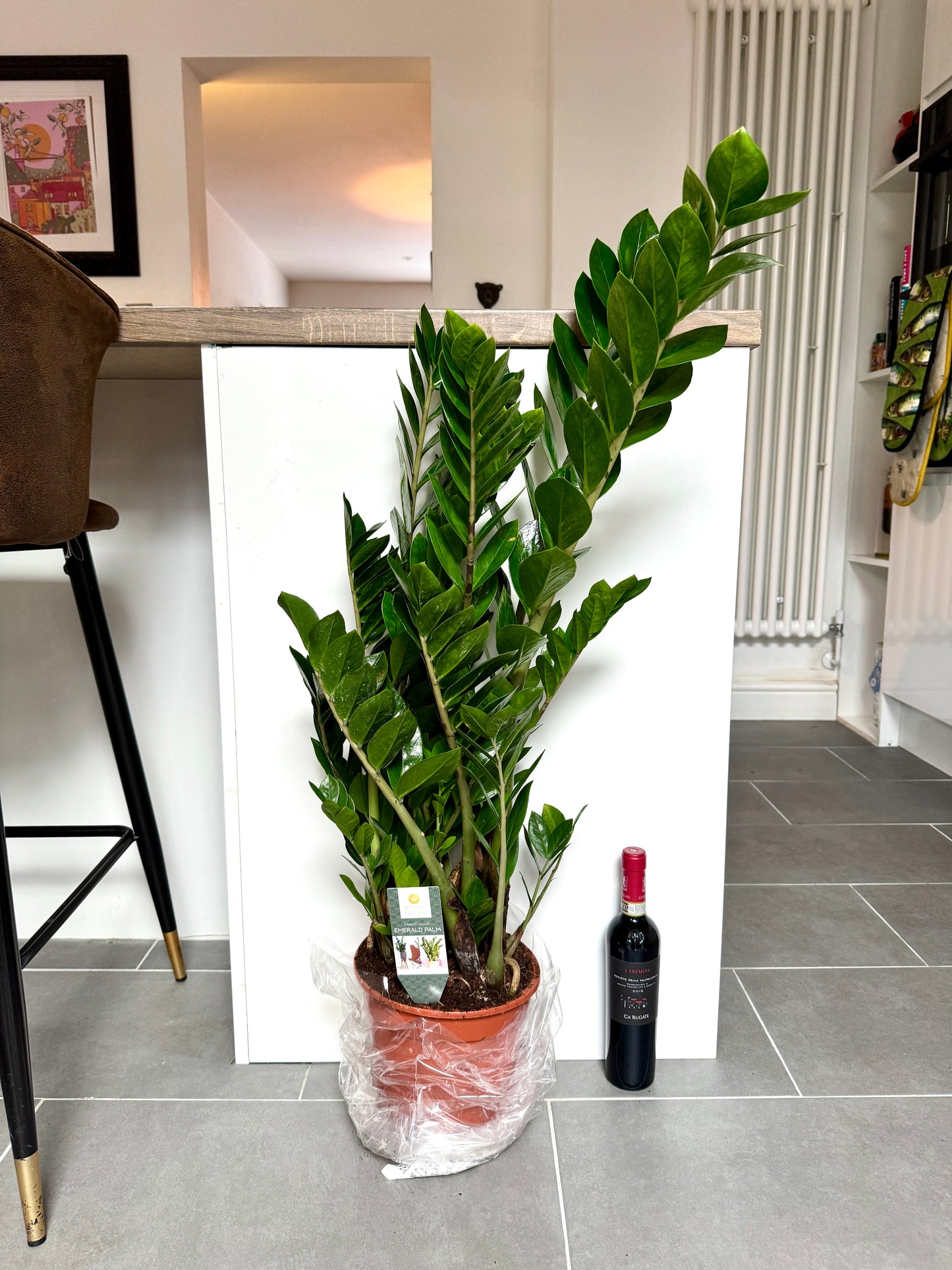 90cm ZZ Plant