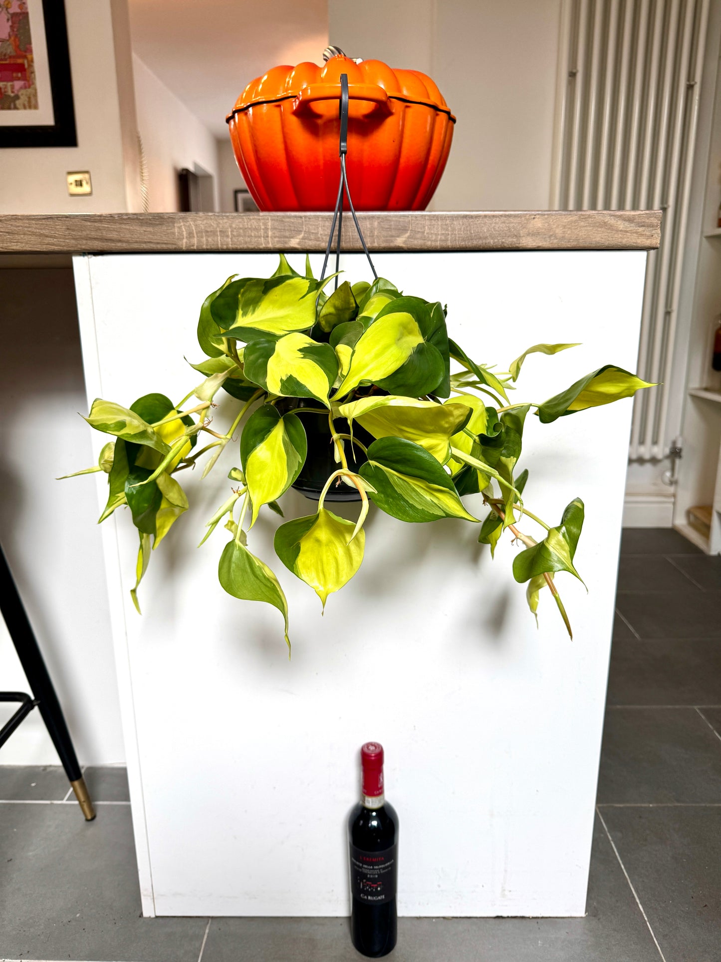40cm Philodendron Scandens Brazil